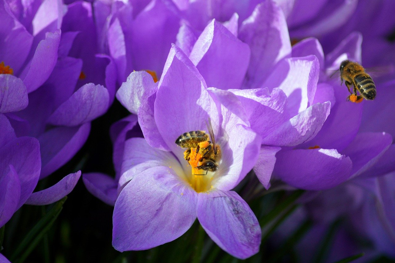 crocuses, bees, insects